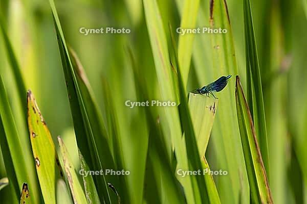 Banded demoiselle damselfly (Calopteryx splendens) adult male insect resting on a reed leaf in summer, Suffolk, England, United Kingdom [IBR124084116]