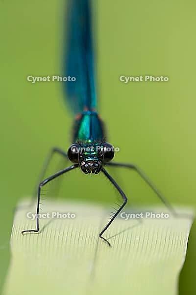 Banded demoiselle damselfly (Calopteryx splendens) adult male insect resting on a reed leaf in summer, Suffolk, England, United Kingdom [IBR124084117]