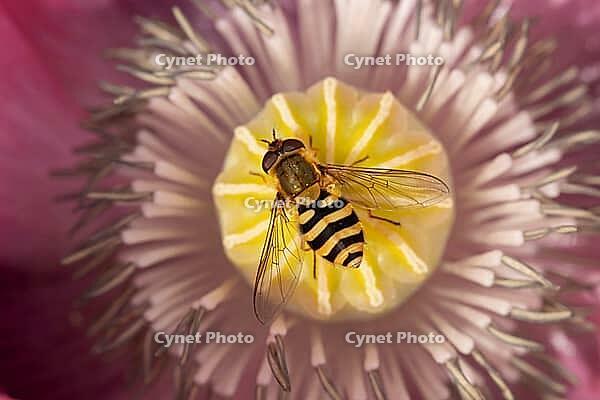 Common hoverfly (Eupeodes corollae) adult insect on a garden poppy flower in summer, Suffolk, England, United Kingdom [IBR124084118]