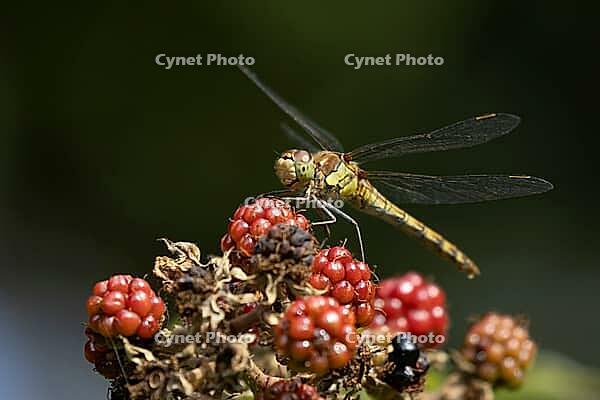 Common darter dragonfly (Sympetrum striolatum) adult insect resting on a blackberry of a Bramble plant in summer, RSPB Minsmere nature reserve, Suffolk, England, United Kingdom [IBR124084119]