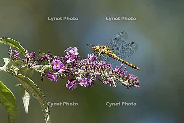 Common darter dragonfly (Sympetrum striolatum) adult female insect resting on a garden Buddjela flower in summer, Suffolk, England, United KIngdom [IBR124084120]