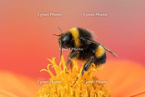 Buff tailed bumblebee (Bombus terrestris) adult bee insect on a garden Mexican sunflower (Tithonia spp) flower in summer, Suffolk, England, United Kingdom [IBR124084121]