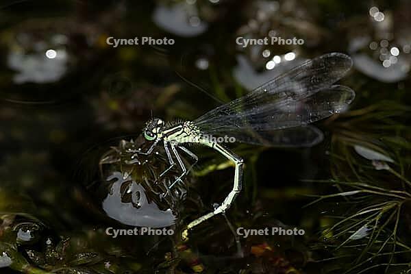 Blue tailed damselfly (Ischnura elegans) adult female insect egg laying or ovipositing or oviposition in a garden pond in summer, Suffolk, England, United Kingdom [IBR124084122]