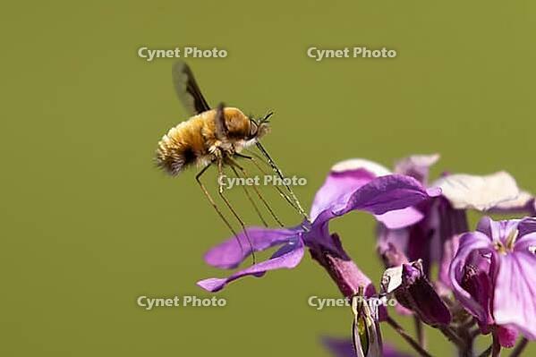 Bee fly (Bombylius major) adult insect feeding on Honesty flowers in spring, Suffolk, England, United Kingdom [IBR124084123]