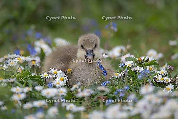 Greylag goose (Anser anser) juvenile baby gosling bird amongst Daisy and Speedwell spring flowers, England, United Kingdom [IBR124084124]