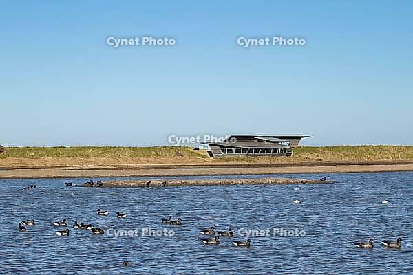 Brent goose (Branta bernicla) adult geese birds on a lagoon in front of a hide, RSPB Titchwell nature reserve, Norfolk, England, United Kingdom [IBR124084125]