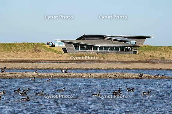 Brent goose (Branta bernicla) adult geese birds on a lagoon in front of a hide, RSPB Titchwell nature reserve, Norfolk, England, United Kingdom [IBR124084126]