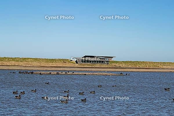 Brent goose (Branta bernicla) adult geese birds on a lagoon in front of a hide, RSPB Titchwell nature reserve, Norfolk, England, United Kingdom [IBR124084127]