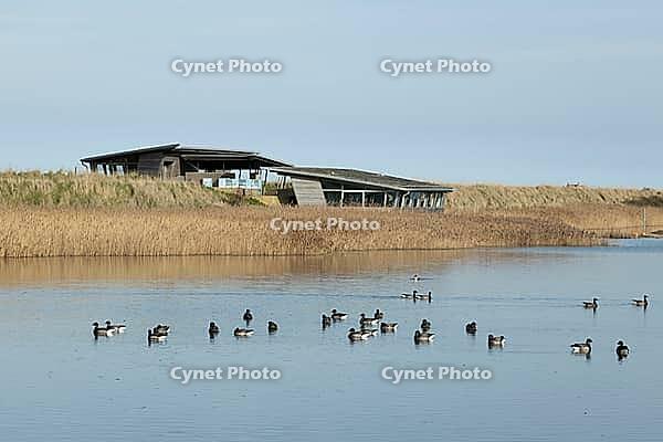 Brent goose (Branta bernicla) adult geese birds on a lagoon in front of a hide, RSPB Titchwell nature reserve, Norfolk, England, United Kingdom [IBR124084128]