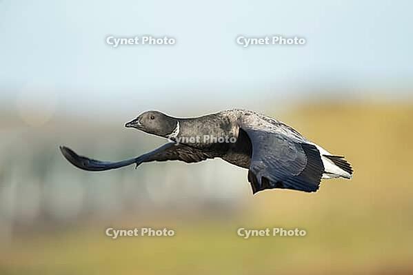 Brent goose (Branta bernicla) adult bird flying, RSPB Titchwell nature reserve, Norfolk, England, United Kingdom [IBR124084130]