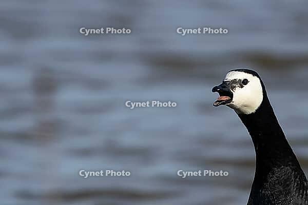 Barnacle goose (Branta leucopsis) adult bird calling on a lagoon, RSPB Minsmere nature reserve, Suffolk, England, United Kingdom [IBR124084132]