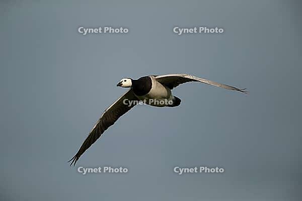 Barnacle goose (Branta leucopsis) adult bird flying, RSPB Minsmere nature reserve, Suffolk, England, United Kingdom [IBR124084133]
