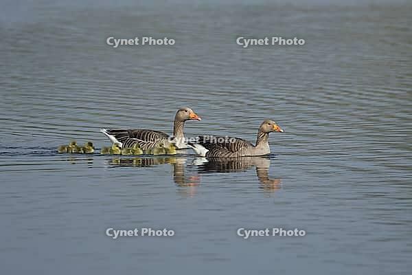 Greylag goose (Anser anser) two adult geese birds and six juvenile baby goslings on a lake in spring, Suffolk, England, United Kingdom [IBR124084134]