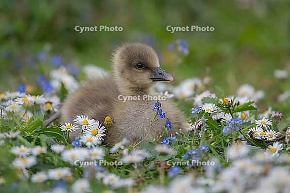 Greylag goose (Anser anser) juvenile baby gosling bird amongst Daisy and Speedwell spring flowers, England, United Kingdom [IBR124084135]