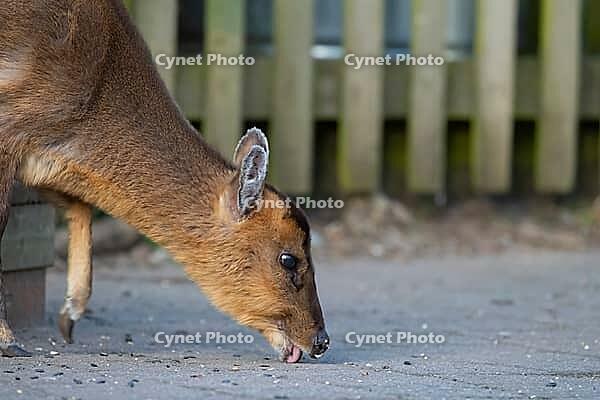 Muntjac deer (Muntiacus reevesi) adult animal feeding underneath bird feeders, RSPB Minsmere nature reserve, Suffolk, England, United Kingdom [IBR124084136]