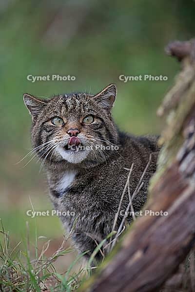 European or Scottish wildcat (Felis silvestris) adult animal licking its lips, United Kingdom [IBR124084137]