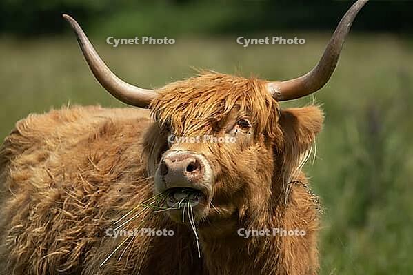 Highland cow or cattle (Bos taurus taurus) adult farm animal feeding or grazing on grass, England, United Kingdom [IBR124084138]