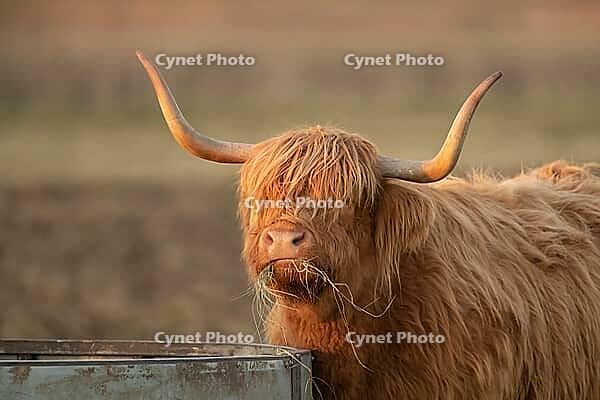 Highland cow or cattle (Bos taurus taurus) adult farm animal feeding or grazing on grass, England, United Kingdom [IBR124084139]