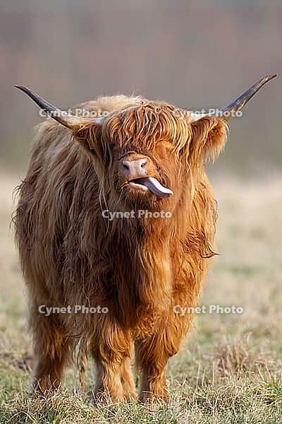 Highland cow or cattle (Bos taurus taurus) adult farm animal sticking its tongue out, England, United Kingdom [IBR124084141]