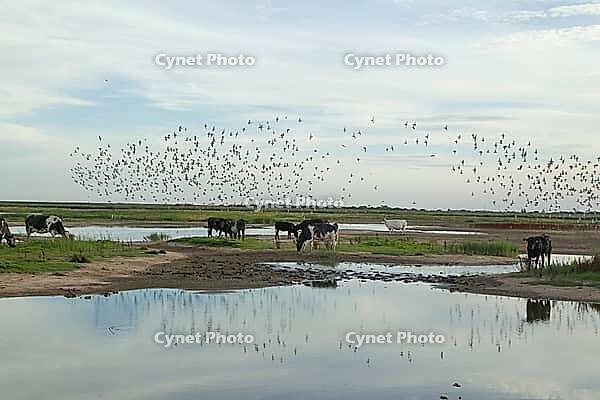 Domestic cow or cattle (Bos taurus) adult farm animals wandering in and around a lagoon as Black tailed godwit (Limosa limosa) wading birds flying in a flock overhead, RSPB Frampton marsh nature reserve, Lincolnshire, England, United Kingdom [IBR124084142]