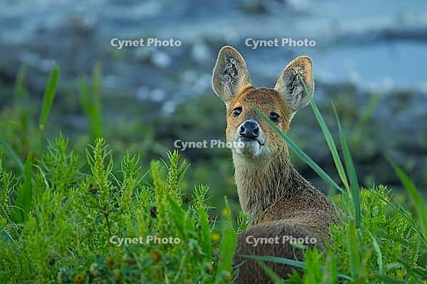 Chinese water deer (Hydropotes inermis) adult animal on the edge of a reedbed in summer, RSPB Strumpshaw fen, Norfolk, England, United Kingdom [IBR124084144]