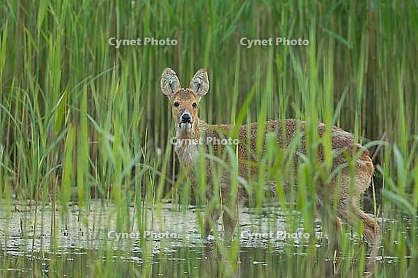 Chinese water deer (Hydropotes inermis) adult animal in a reedbed in spring, RSPB Strumpshaw fen, Norfolk, England, United Kingdom [IBR124084145]
