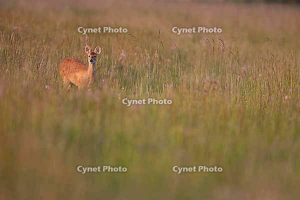 Chinese water deer (Hydropotes inermis) adult animal in marshland in summer, RSPB Strumpshaw fen, Norfolk, England, United Kingdom [IBR124084146]