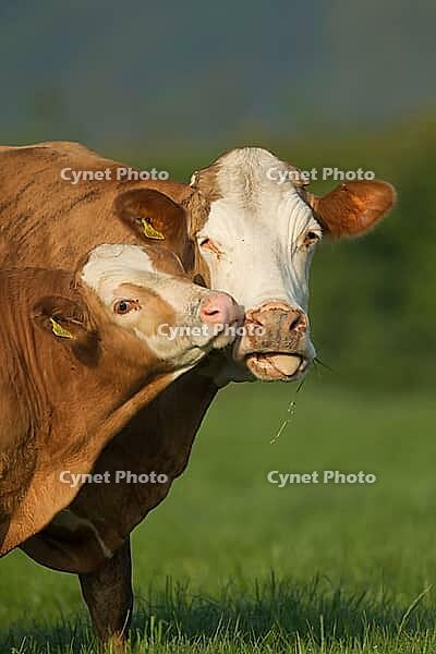 Domestic cow or cattle (Bos taurus) adult parent mother and a juvenile baby calf farm animal in a grass field, England, United Kingdom [IBR124084147]