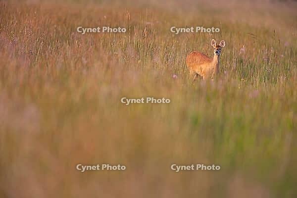 Chinese water deer (Hydropotes inermis) adult animal in marshland in summer, RSPB Strumpshaw fen, Norfolk, England, United Kingdom [IBR124084148]
