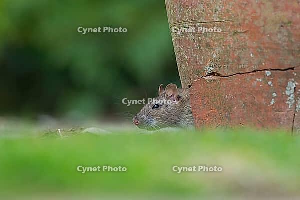 Brown rat (Rattus norvegicus) adult rodent animal looking out of a broken plant pot on a garden patio, England, United Kingdom [IBR124084149]