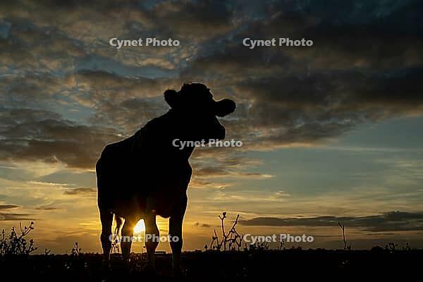 Domestic cow or cattle (Bos taurus) adult farm animal looking over the reserve silhouette at sunset, RSPB Frampton marsh nature reserve, Lincolnshire, England, United Kingdom [IBR124084150]