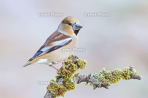 Hawfinch (Coccothraustes coccothraustes) female sitting on a branch covered with moss and lichen, wildlife, finch, finches, winter, frost, nature photography, feeding, winter, Siegerland, North Rhine-Westphalia, Germany [IBR124084153]