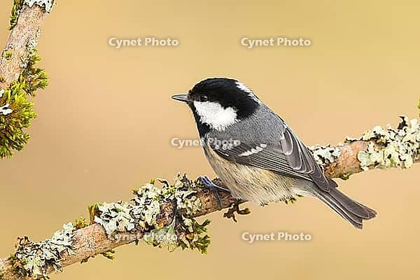 Fir tit (Periparus ater), sitting on a branch overgrown with moss and lichen, Wildlife, Animals, Birds, Tits, Siegerland, North Rhine-Westphalia, Germany [IBR124084155]