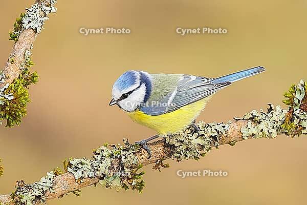 Blue tit (Parus caeruleus), sitting on a branch overgrown with moss and lichen, Wildlife, Animals, Birds, Tits, Siegerland, North Rhine-Westphalia, Germany [IBR124084156]