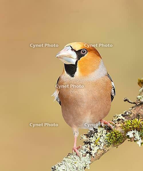 Hawfinch (Coccothraustes coccothraustes) male sitting on a branch covered with moss and lichen, wildlife, finch, finches, winter, nature photography, feeding, winter, Siegerland, North Rhine-Westphalia, Germany [IBR124084157]