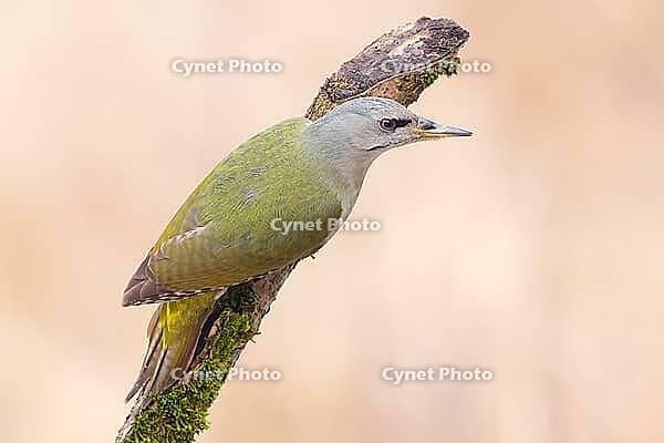 Grey-headed Woodpecker (Picus canus), female sitting on an old branch overgrown with moss, Wildlife, Animals, Winter, Birds, Woodpeckers, Siegerland, North Rhine-Westphalia, Germany [IBR124084158]