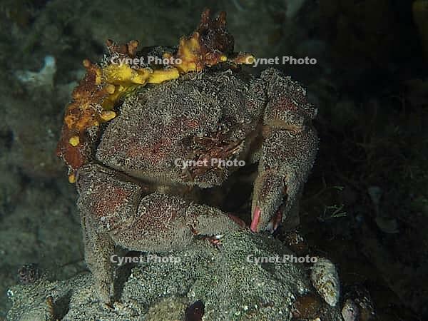 A camouflaged crab, woolly crab (Dromia personata) sits covered with golden sponge (Aplysina aerophoba) in the dark water. Dive site House Reef, Stoja, Pula, Croatia, Mediterranean Sea [IBR124084159]