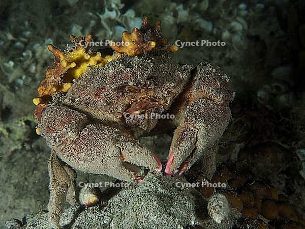 A camouflaged crab, woolly crab (Dromia personata) sits covered with golden sponge (Aplysina aerophoba) in the dark water. Dive site House Reef, Stoja, Pula, Croatia, Mediterranean Sea [IBR124084160]