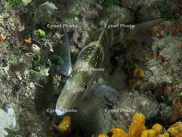 A fish with green-brown colouring, dentex dentex, rests on a reef at night. Dive site House Reef, Stoja, Pula, Croatia, Mediterranean Sea [IBR124084161]