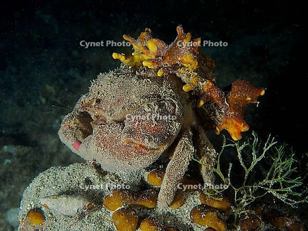 A camouflaged crab, woolly crab (Dromia personata) sits covered with golden sponge (Aplysina aerophoba) in the dark water. Dive site House Reef, Stoja, Pula, Croatia, Mediterranean Sea [IBR124084162]
