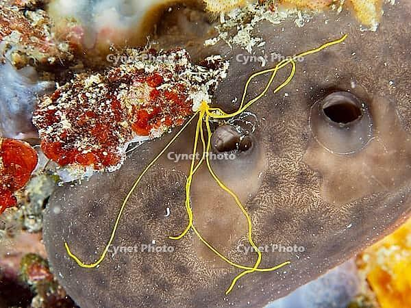 Spaghetti worm (Terebella lapidaria) with conspicuous yellow tentacles on a sea sponge. Dive site Muzil, Stoja, Pula, Croatia, Mediterranean Sea [IBR124084163]