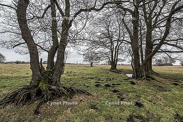 Old alders (Alnus glutinosa) in meadow landscape, Lower Saxony, Germany [IBR124153264]