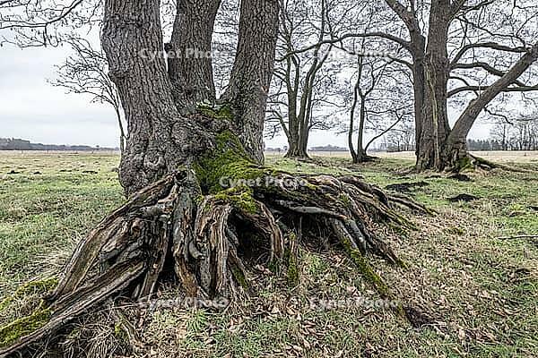 Old alders (Alnus glutinosa) in meadow landscape, Lower Saxony, Germany [IBR124153265]