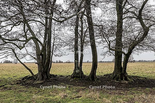 Old alders (Alnus glutinosa) in meadow landscape, Lower Saxony, Germany [IBR124153266]