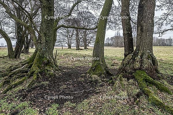 Old alders (Alnus glutinosa) in meadow landscape, Lower Saxony, Germany [IBR124153267]