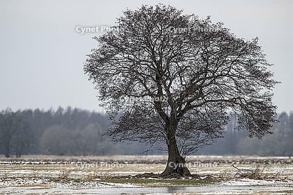 Old alders (Alnus glutinosa) in meadow landscape, Lower Saxony, Germany [IBR124153271]