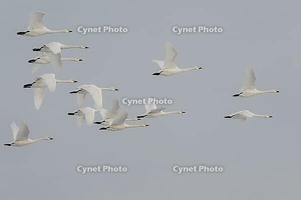 Bewick's swans (Cygnus bewickii), flying, Lower Saxony, Germany [IBR124153272]