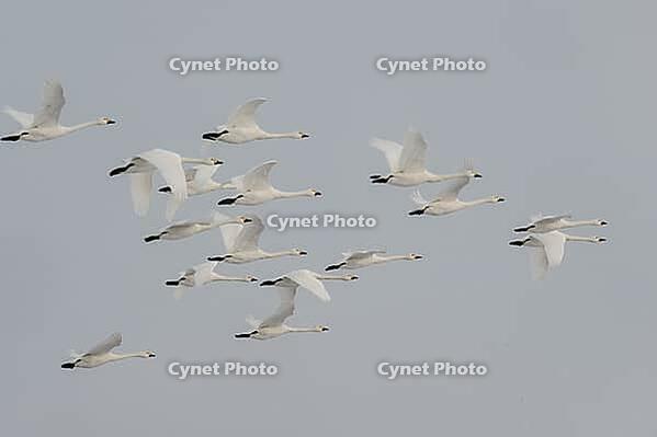 Bewick's swans (Cygnus bewickii), flying, Lower Saxony, Germany [IBR124153273]