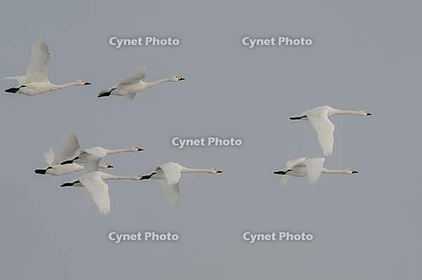 Bewick's swans (Cygnus bewickii), flying, Lower Saxony, Germany [IBR124153274]