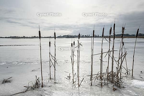 Cattail (Typha latifolia) on a flooded meadow, Lower Saxony, Germany [IBR124153275]